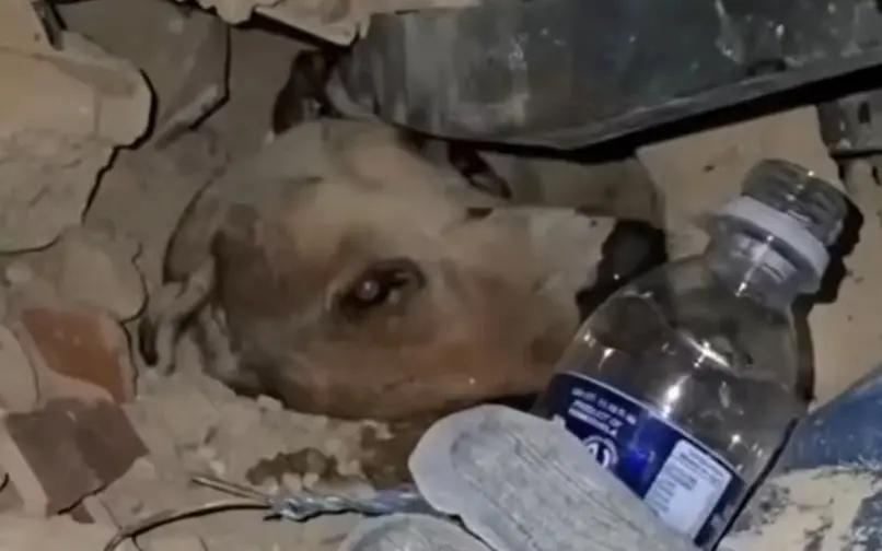 Rescate de mascota en terremoto de Venezuela