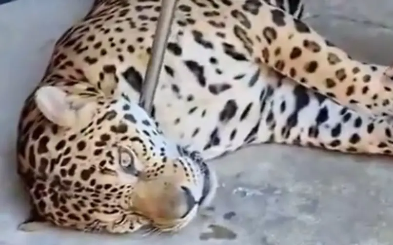jaguar rescatado escapó