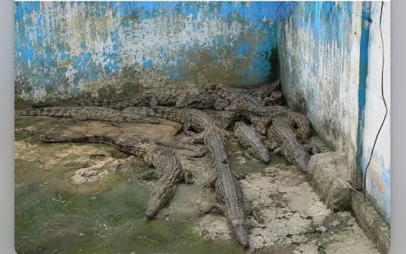Caimanes investigación