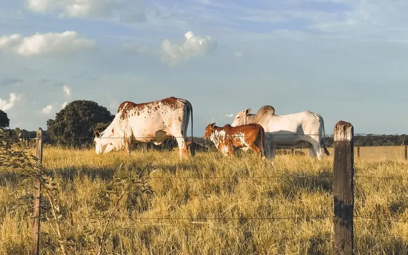 Ganadería vacas