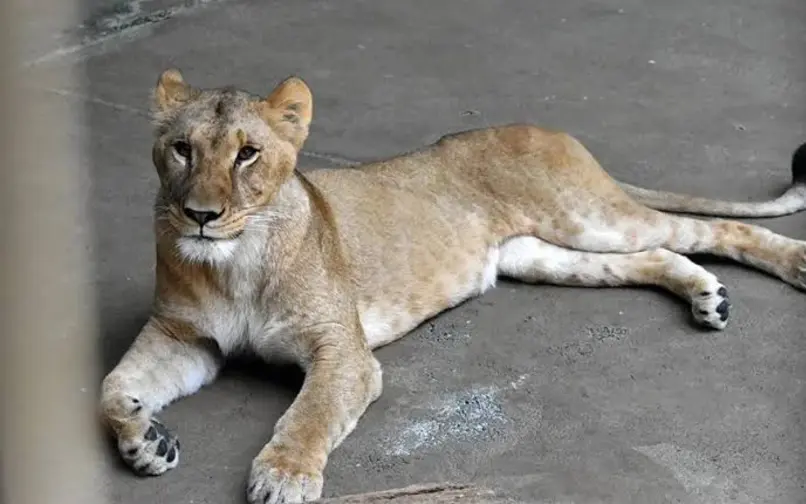 Tres leonas mueren en un zoológico de Tokio durante la ola de calor en Japón