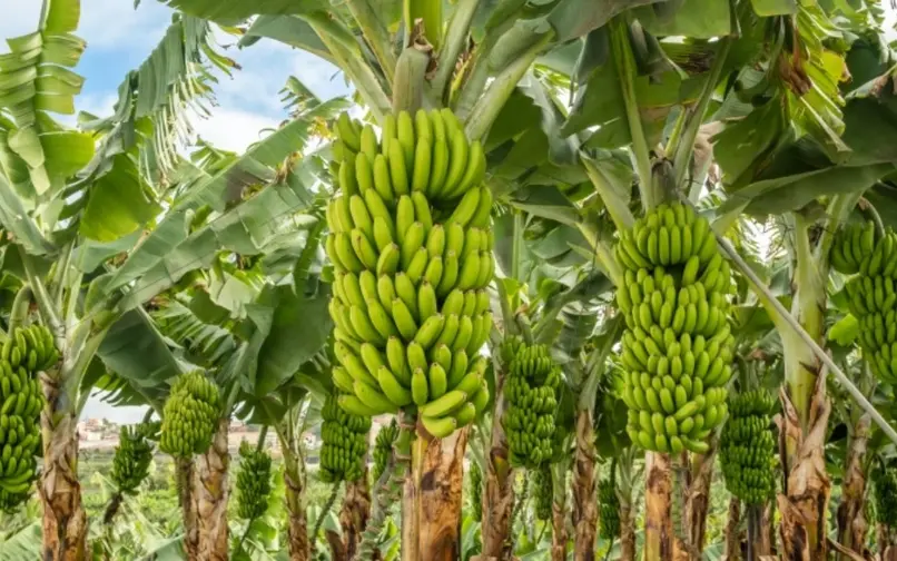 Cultivos de plátano