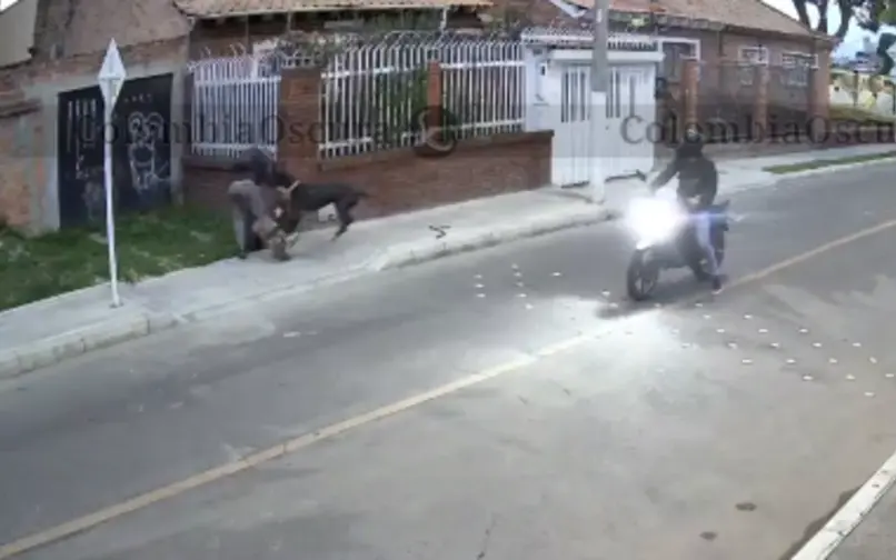robo perro