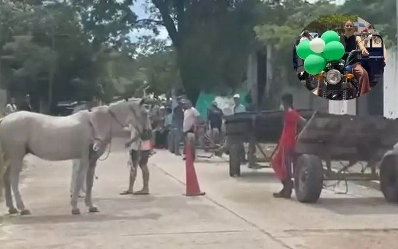 Andrea Padilla logra liberar equinos de rudo trabajo