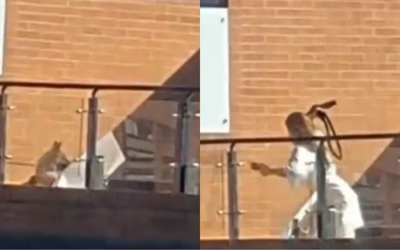 Mujer golpea con correa de cuero a dos perros amarrados