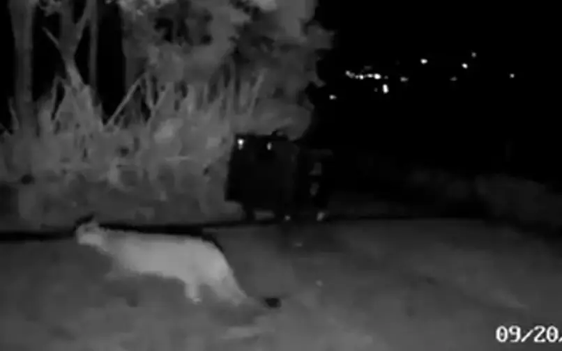 Puma La Calera