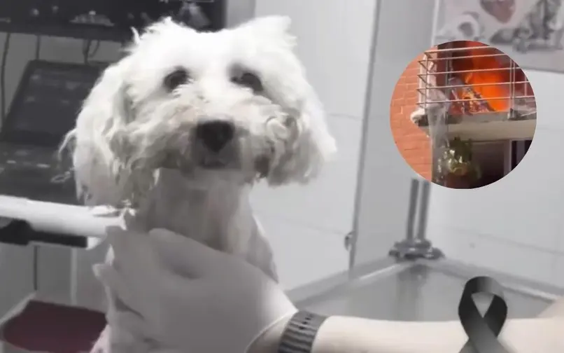 Murió Molly, la perrita que saltó desde un quinto piso para escapar de un incendio en Neiva
