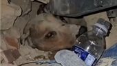Rescate de mascota en terremoto de Venezuela
