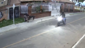 robo perro