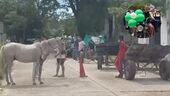 Andrea Padilla logra liberar equinos de rudo trabajo