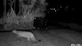 Puma La Calera