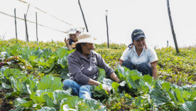 banco agrario dia del campesino