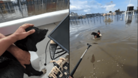 El perrito se acercó a los rescatistas en medio de la inundación