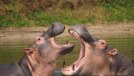 hipopotamos de pablo escobar