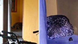 jaguar en universidad nacional sede amazonía