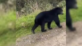 Oso Chingaza