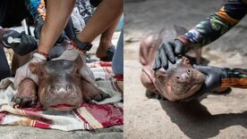 Rescatan en Puerto Nare a una cría de hipopótamo