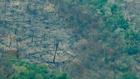 Deforestación en Colombia 26