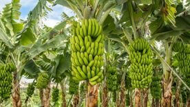 Cultivos de plátano
