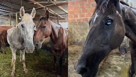 Rescatan seis caballos que iban a ser sacrificados en matadero clandestino