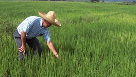 “No siembren arroz, no es rentable”: polémica declaración del ministro de Agricultura