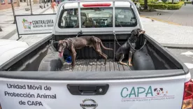 CAPA cuidado animal