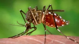 Dengue en Riohacha