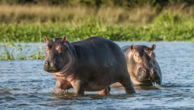 Hipopótamos de Pablo Escobar fueron reconocidos como personas jurídicas