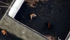 Autorizan rescate de perros atrapados tras la erupción de volcán en La Palma