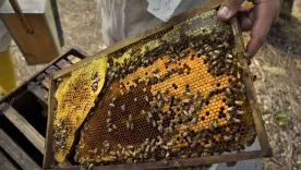 Demanda contra estado colombiano por muerte masiva de abejas