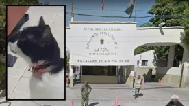 Presunto maltrato animal en el Batallón de Artillería La Popa de Valledupar