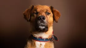 Brownie: El primer perro de la República de Chile