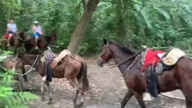 Denuncian mal estado de los caballos usados para turismo en el Parque Tayrona