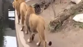 Caída de león en zoológico