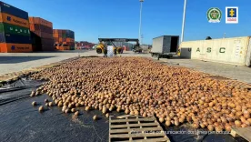 Descubren cerca de 20 mil cocos cargados con cocaína líquida