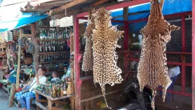 Reinicia el comercio de vida silvestre en Perú