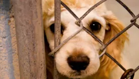 Denuncian maltrato animal contra cerca de 70 perros en Valledupar