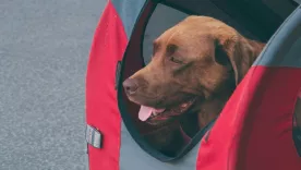 Denuncia de transporte de animales en bodega de un bus