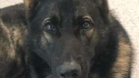 Quiz, perro policía