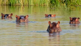 Hipopótamos especie invasora 