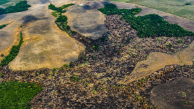 Logran primera imputación por el delito de deforestación