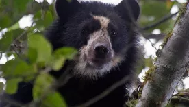 Petición para liberar osos de anteojos maltratados por Bioandina