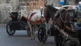 ‘Luna’: caballo cochero que se desplomó en el centro histórico de Cartagena