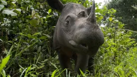 Nació un rinoceronte de Sumatra, especie en peligro de extinción