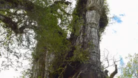 Chile tendría el árbol más antiguo del mundo con más de 5.000 años
