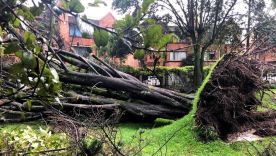 Arboles caídos bogota