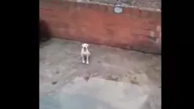 Denuncia perrito