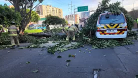 Árbol cayó sobre ruta escolar en Bogotá