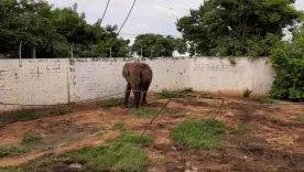 Maltrato animal Zoológico Barranquilla