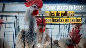 Piden a Ramo no usar huevos de gallinas enjauladas en sus productos